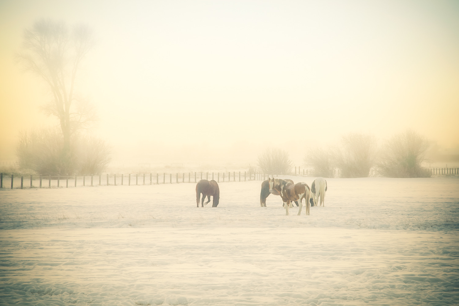 Auto-generated description: Horses graze in a foggy, snow-covered field with a soft pastel sky.