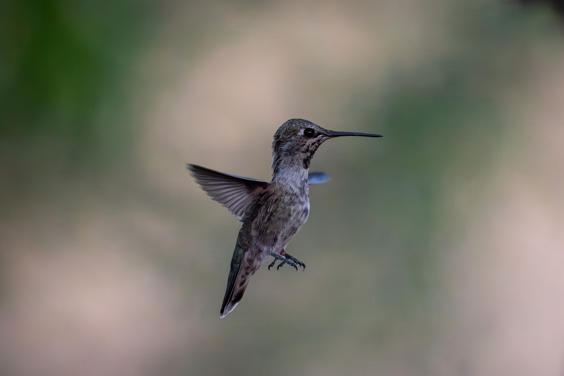 Auto-generated description: A hummingbird is captured mid-flight with its wings blurred against a soft-focus background.