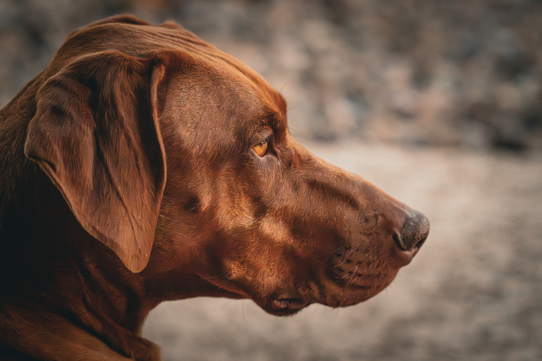 Auto-generated description: A close-up profile of a brown dog with focused eyes and floppy ears.