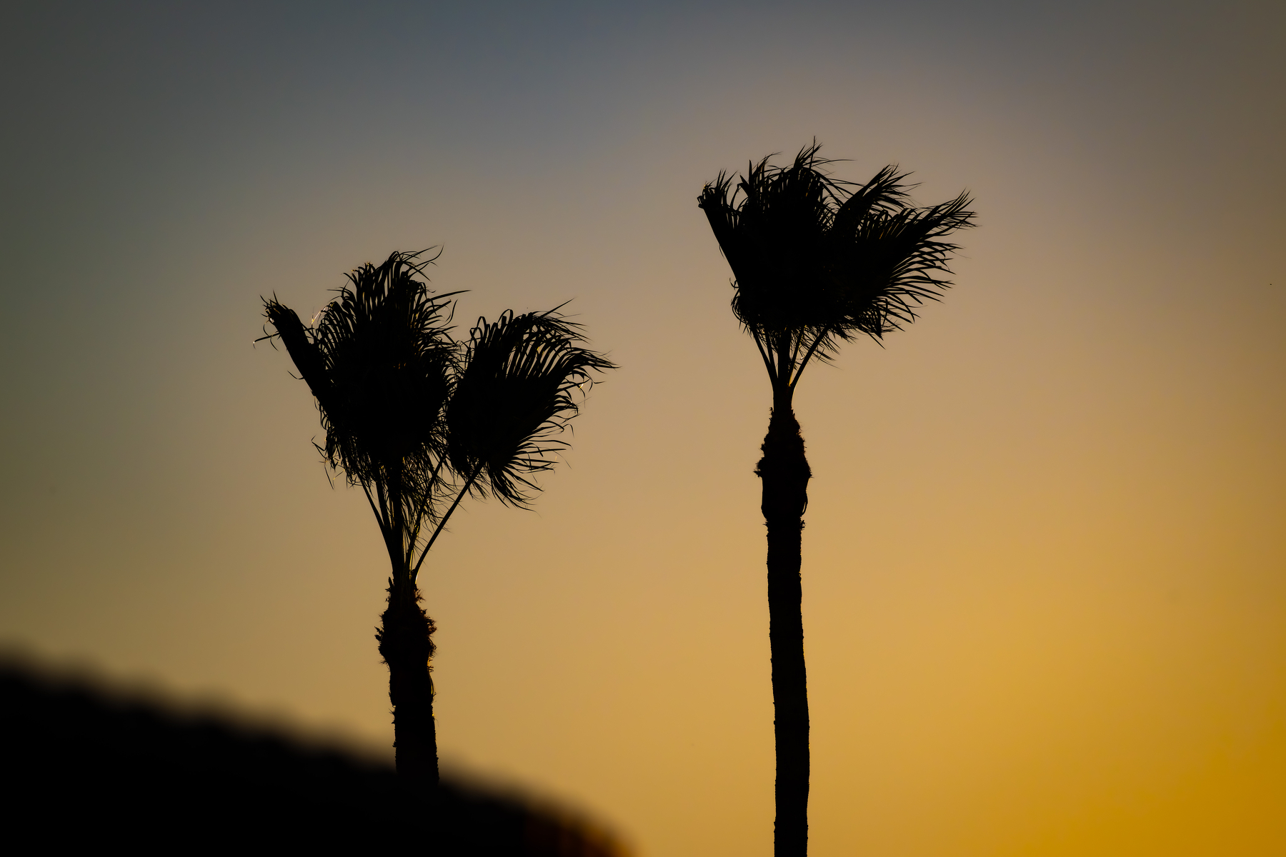 Auto-generated description: Silhouetted palm trees stand against a warm, orange sunset sky.