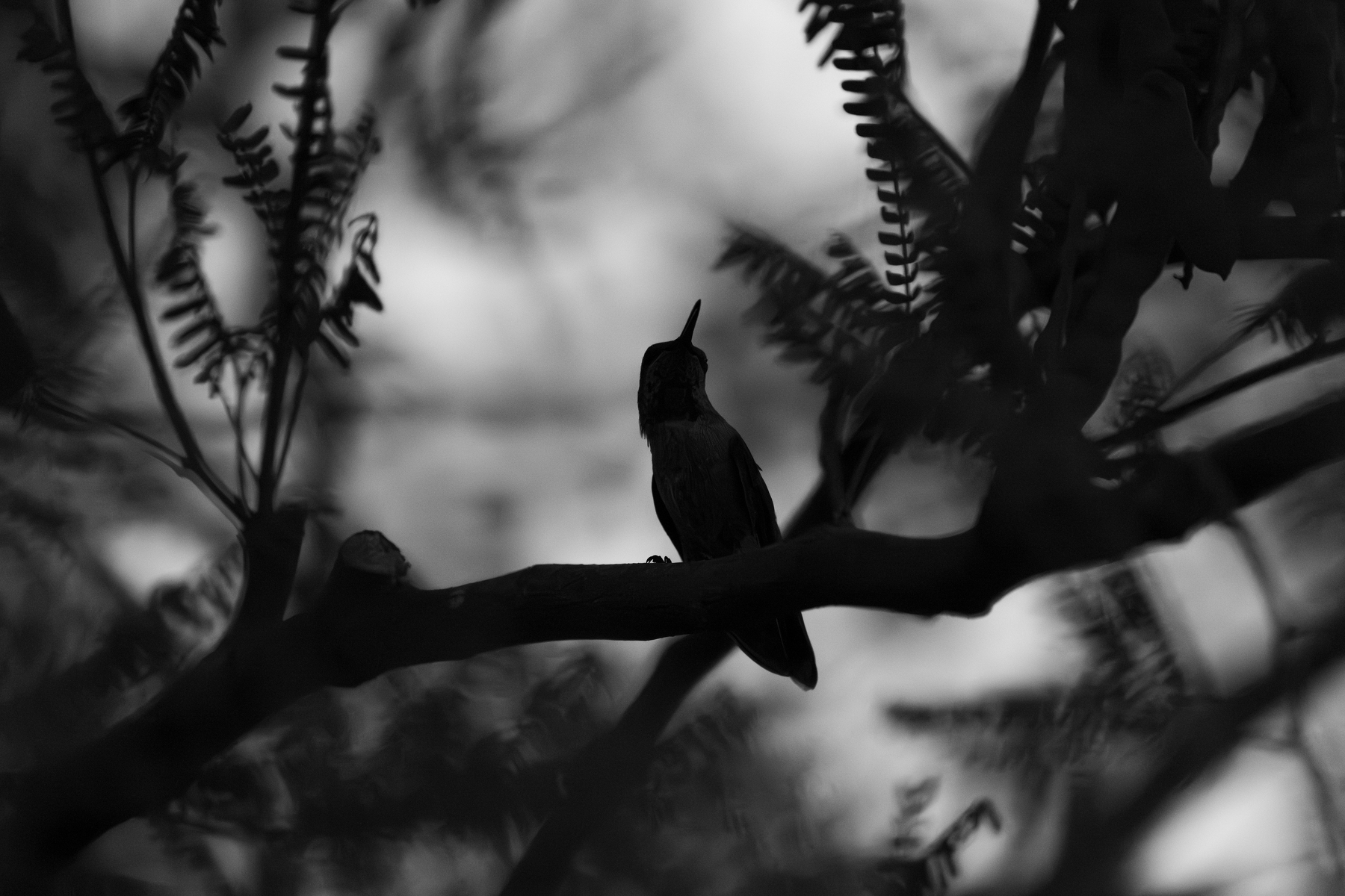 Auto-generated description: A small bird perches on a branch, silhouetted against a blurred background of leaves and sky.