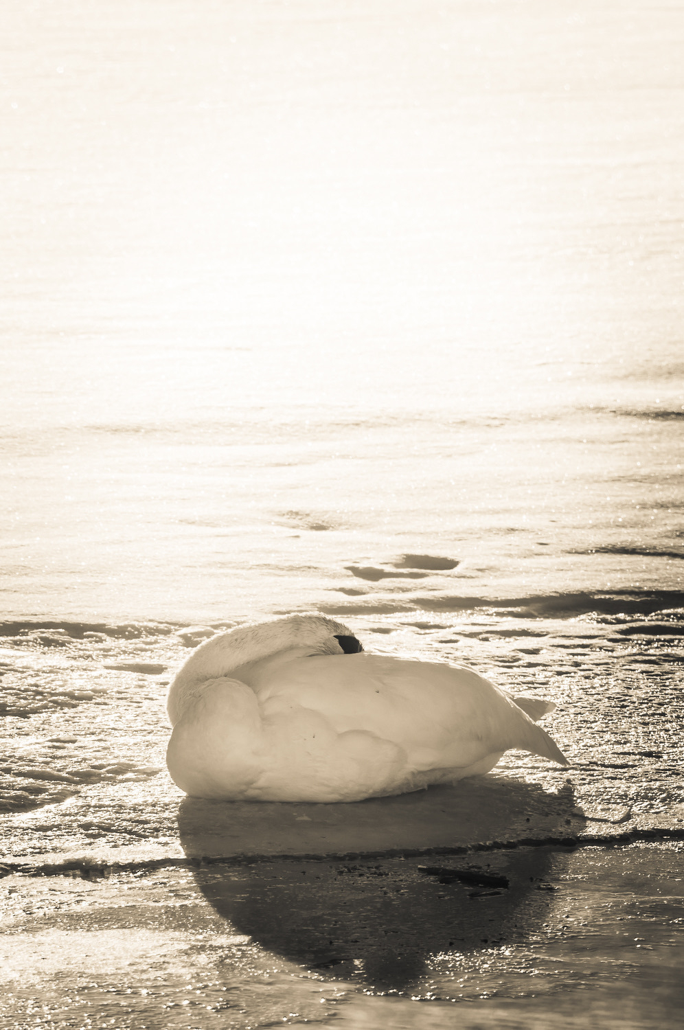 Auto-generated description: A swan rests on a sunlit, frozen surface with its head tucked under its wing.