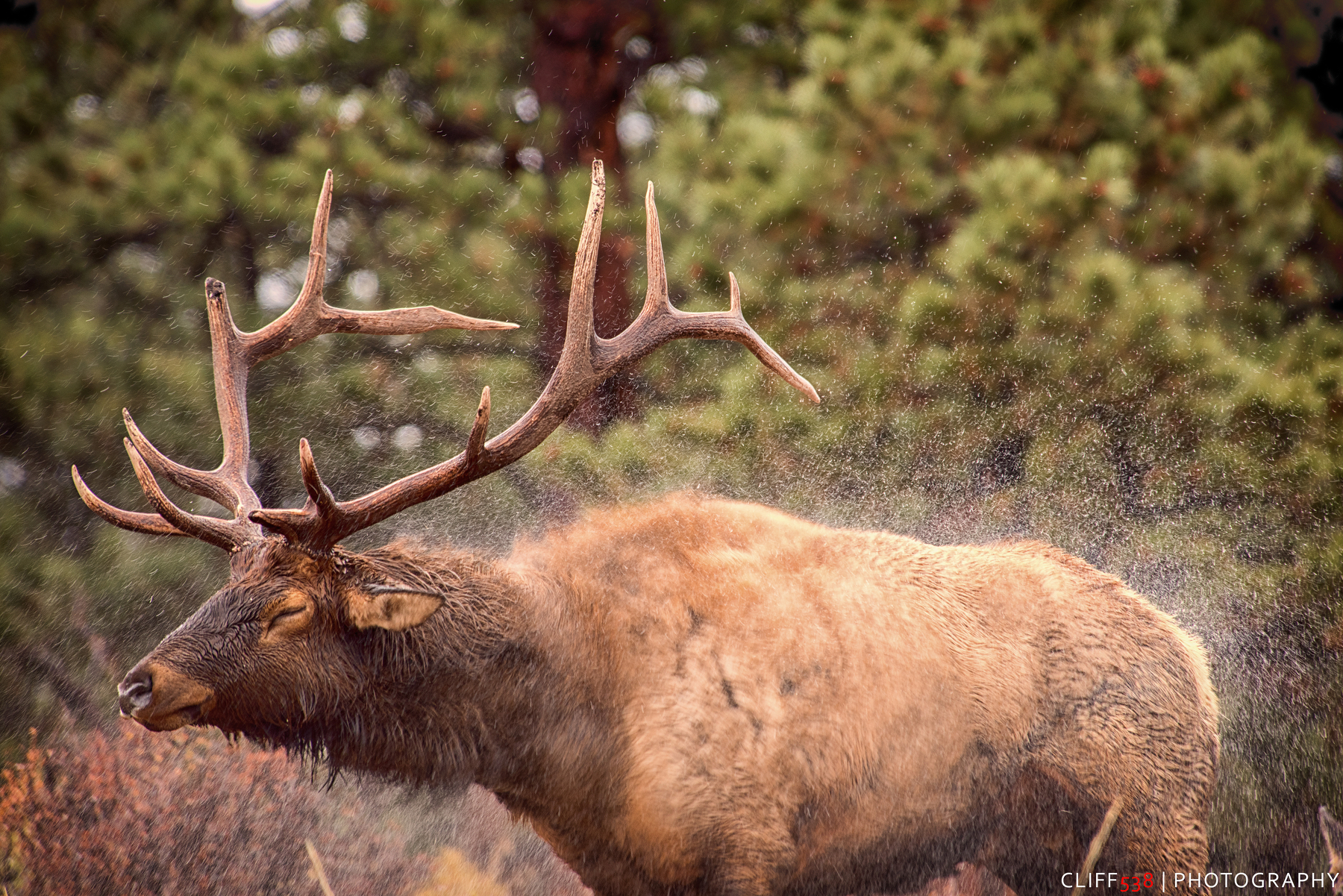 Auto-generated description: A large elk is captured mid-shake with water droplets surrounding its fur in a forest setting.