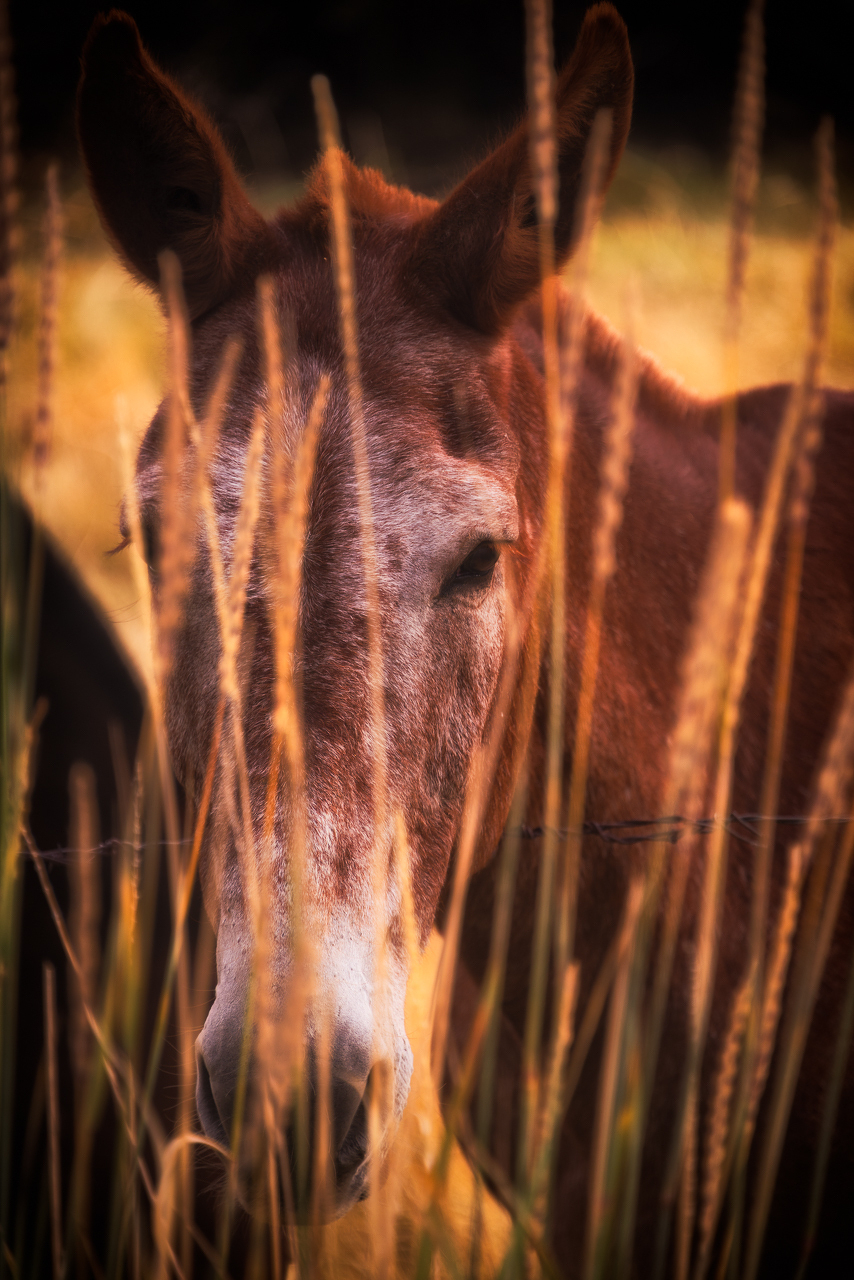 Auto-generated description: A donkey is partially obscured by tall, golden grass in a field.