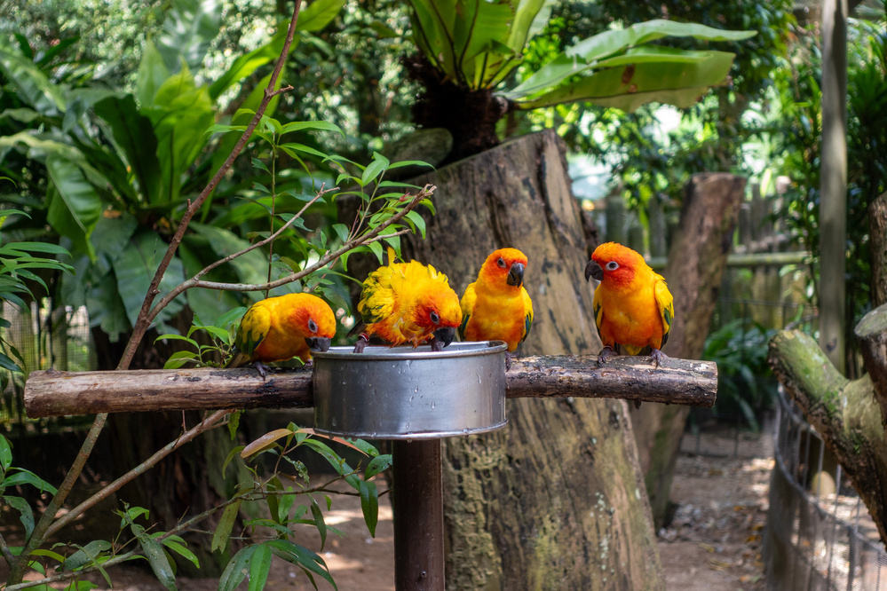 Four vibrantly colored parrots are gathered around a feeding dish in a lush, green environment.
