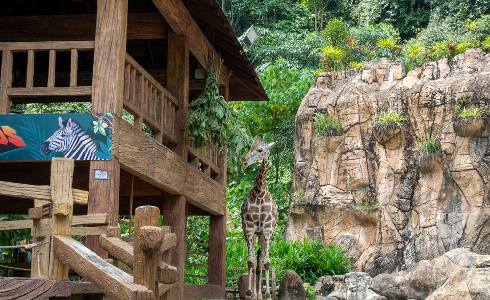 A giraffe stands near a wooden structure with a backdrop of rocky terrain and lush plants.