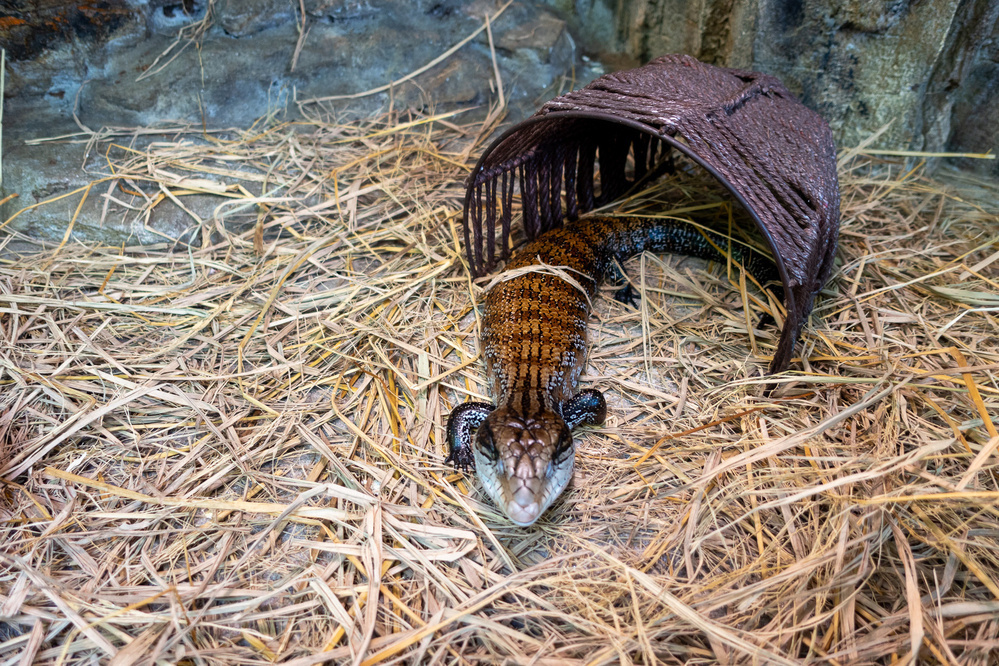 A lizard with a blue tongue emerges from a small shelter on a bed of straw.