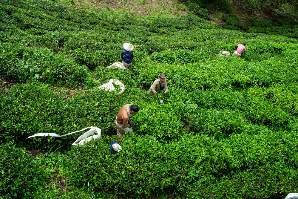 Workers wearing hats are harvesting tea leaves in a lush, green plantation.