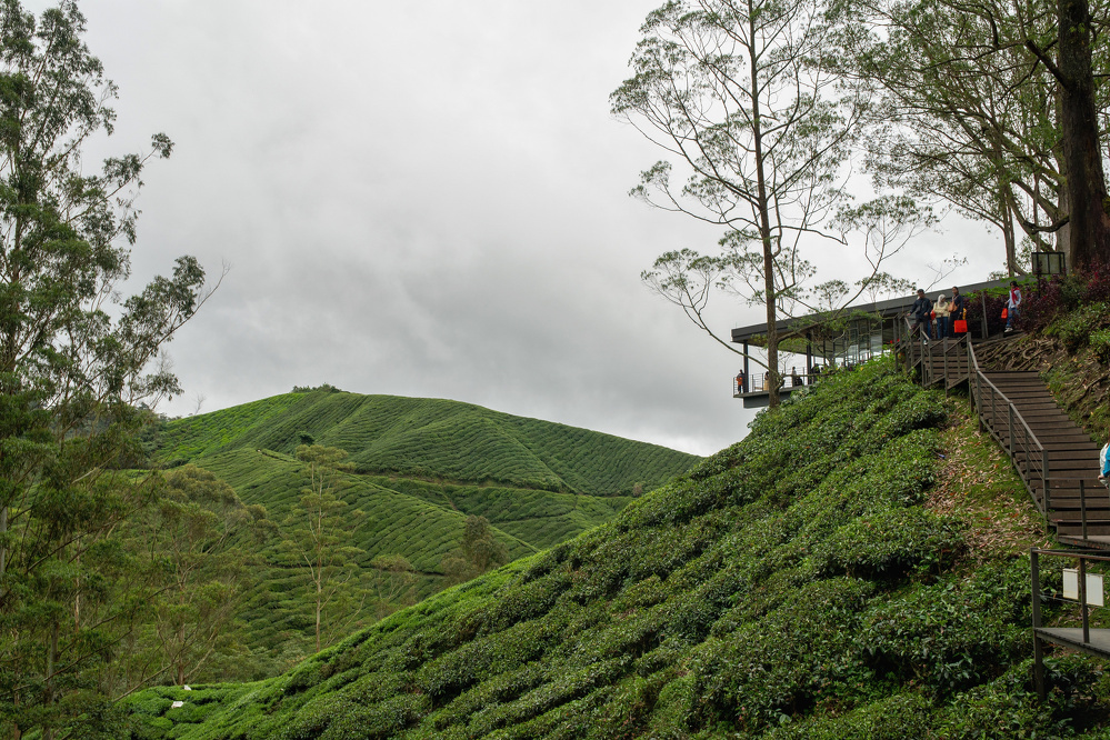 A scenic view showcases lush green hills with people standing on a wooden deck overlooking the landscape.