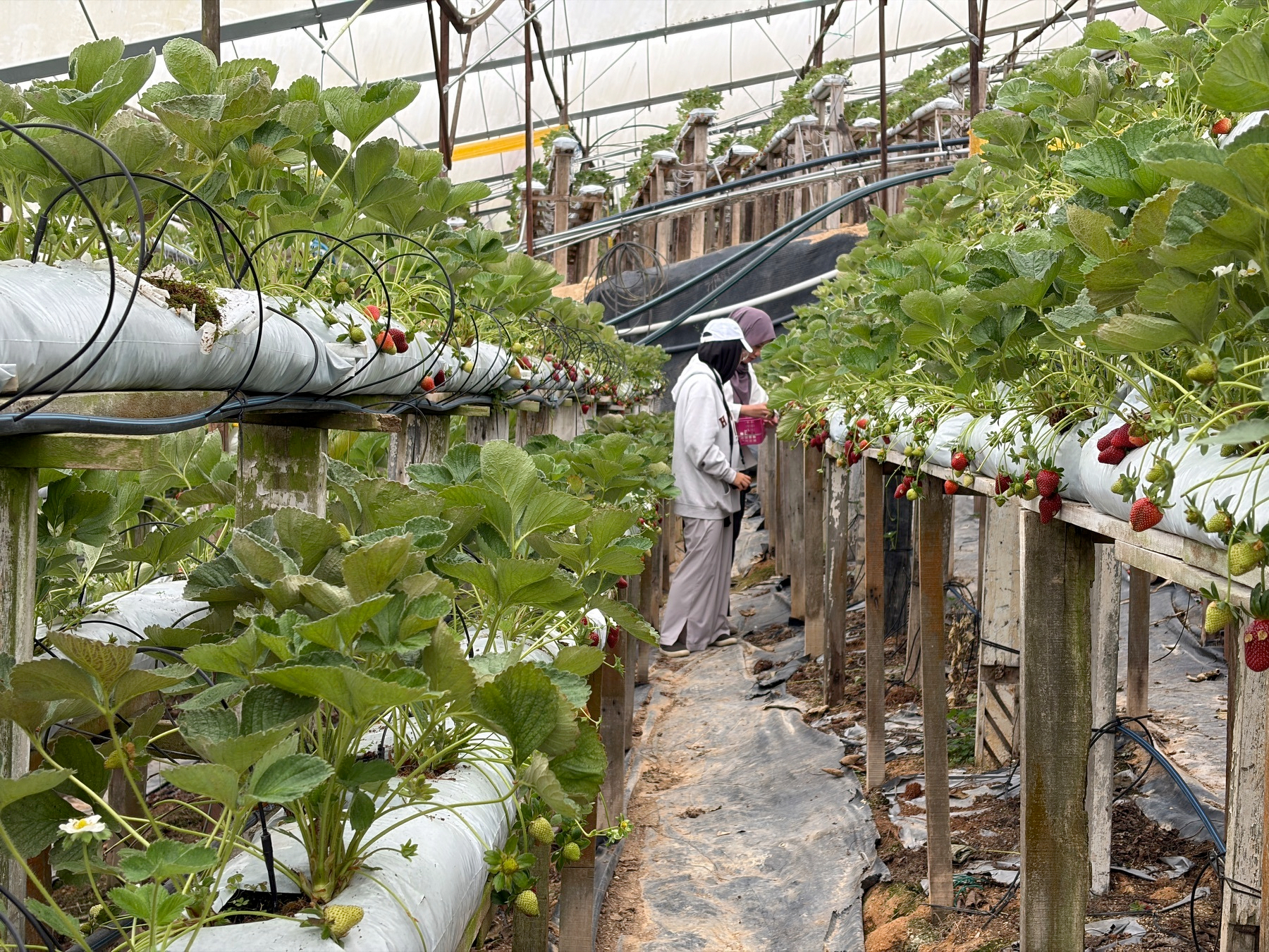 Auto-generated description: Two people are tending to strawberry plants growing in a greenhouse with rows of lush green leaves and ripe strawberries.