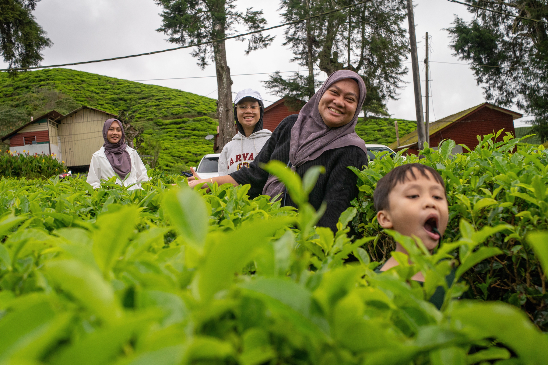 Auto-generated description: A group of people, including two women and two children, are enjoying themselves amidst lush tea plants with a backdrop of rustic buildings and trees.