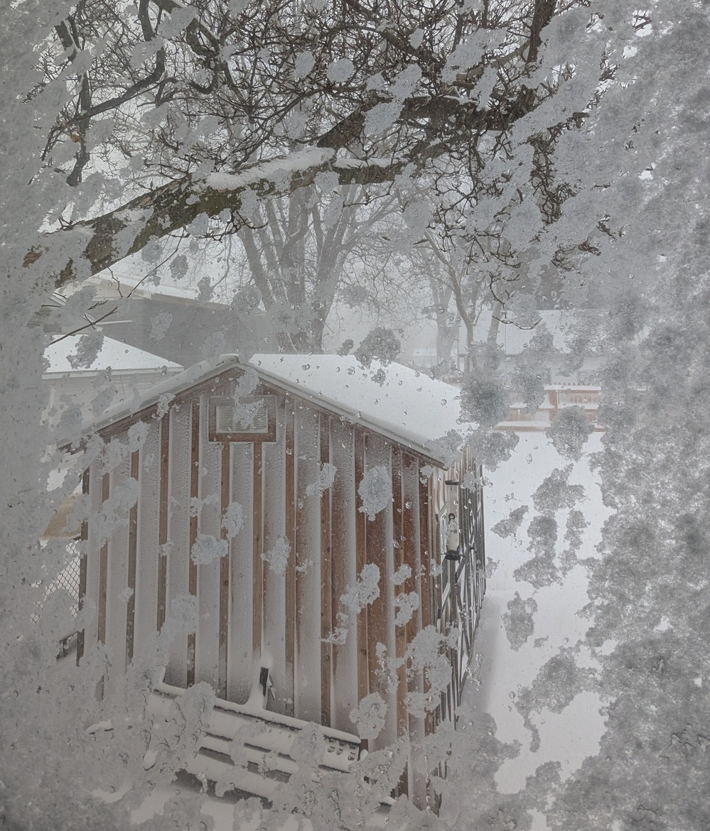 Snow covers a backyard view that includes a small wooden shed and snow-covered trees.