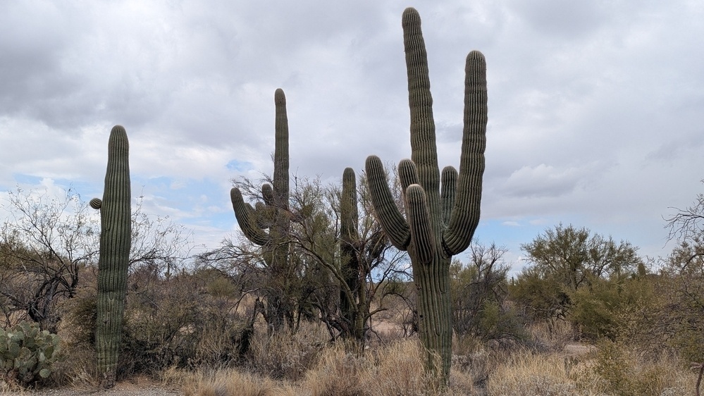 A desert landscape features several tall cacti surrounded by dry vegetation under a cloudy sky.