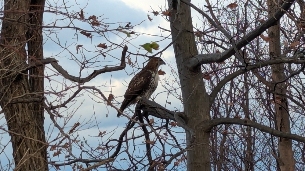 A bird is perched on a tree branch surrounded by bare trees and a cloudy sky.