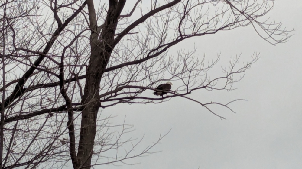 A bird is perched on a bare tree branch against a cloudy sky.