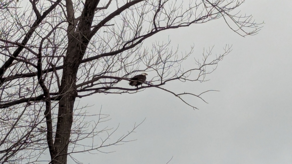 A bird is perched on the branches of a leafless tree against a gray sky.