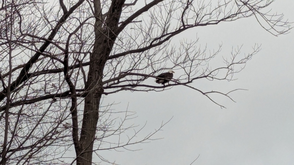 A bird is perched on the bare branches of a tree against a gray sky.