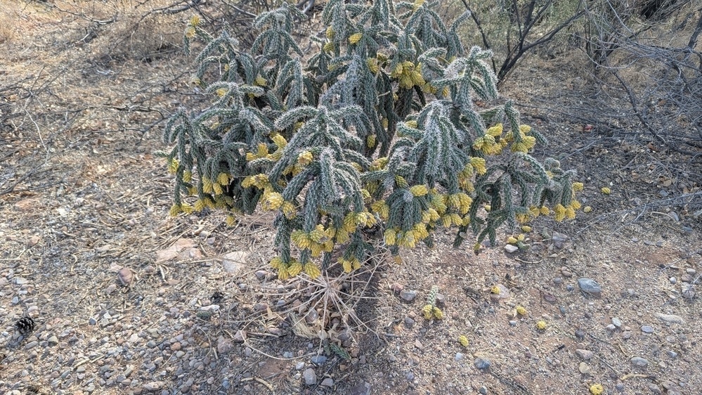 A cactus with numerous yellow fruits is growing in a dry, rocky landscape.