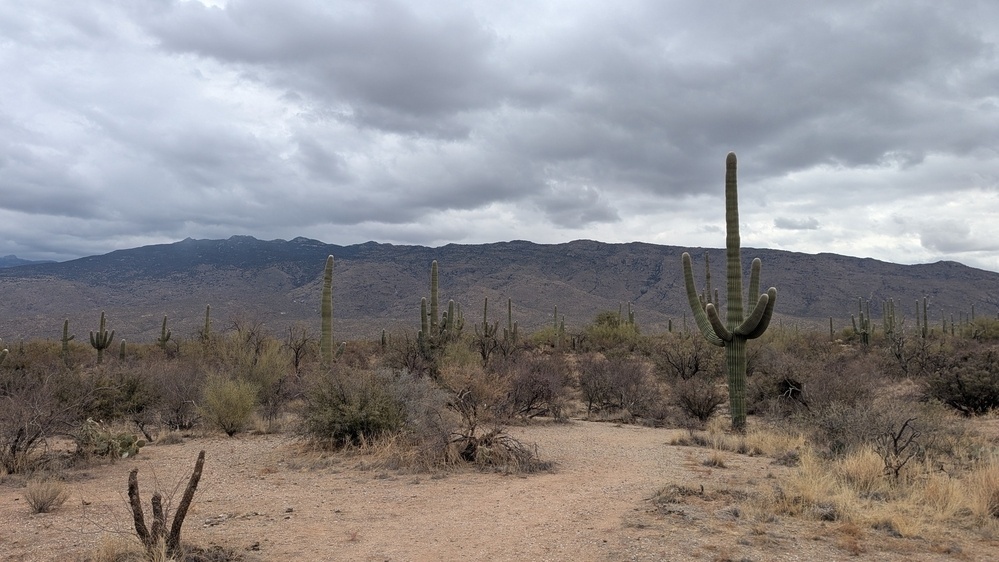 A desert landscape features numerous saguaro cacti with mountains in the background under a cloudy sky.