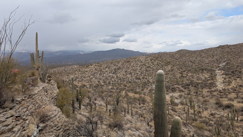 A desert landscape features several tall cacti scattered across a rocky terrain with cloudy skies overhead.