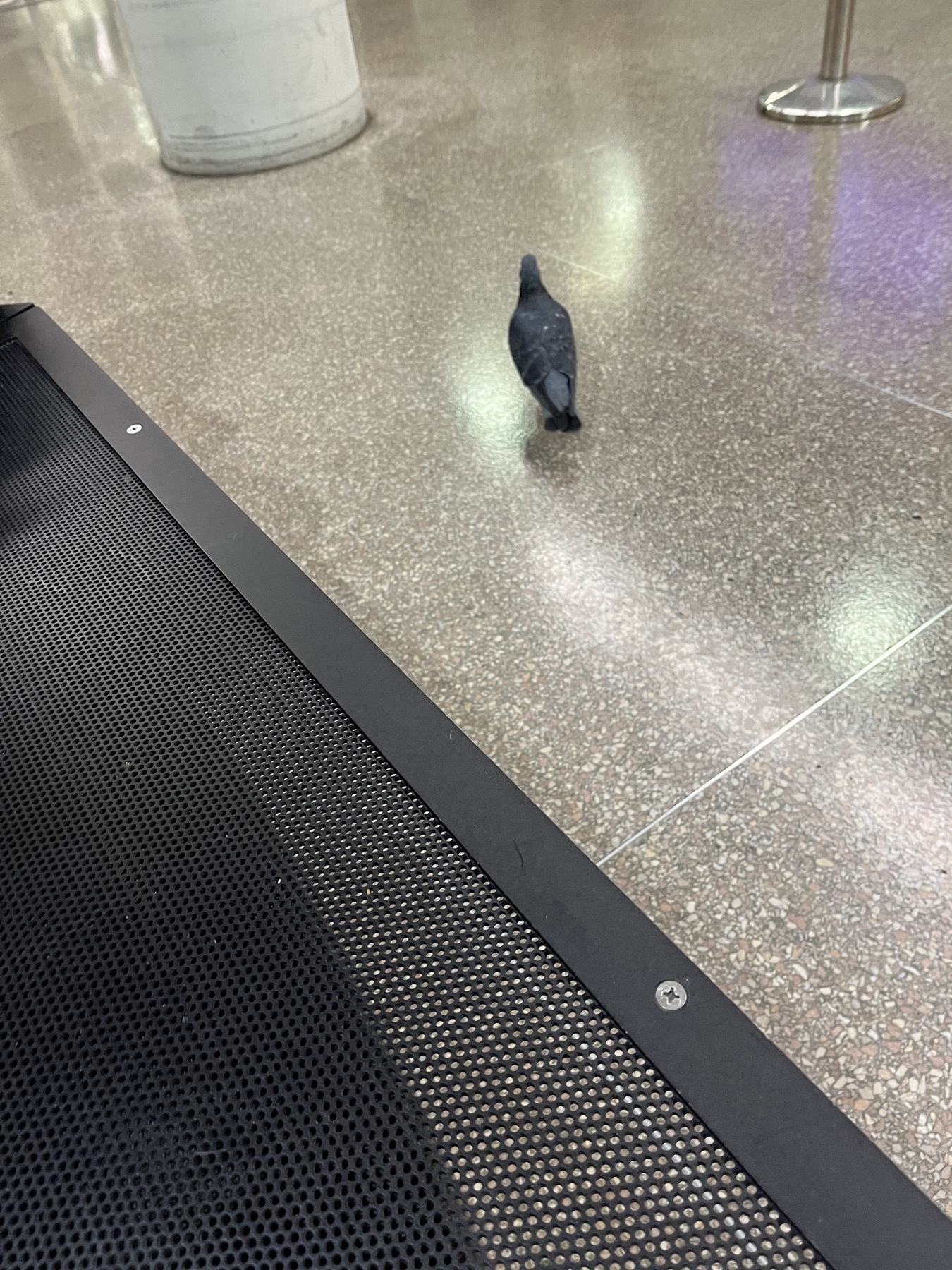 Photo of bird inside a train station.