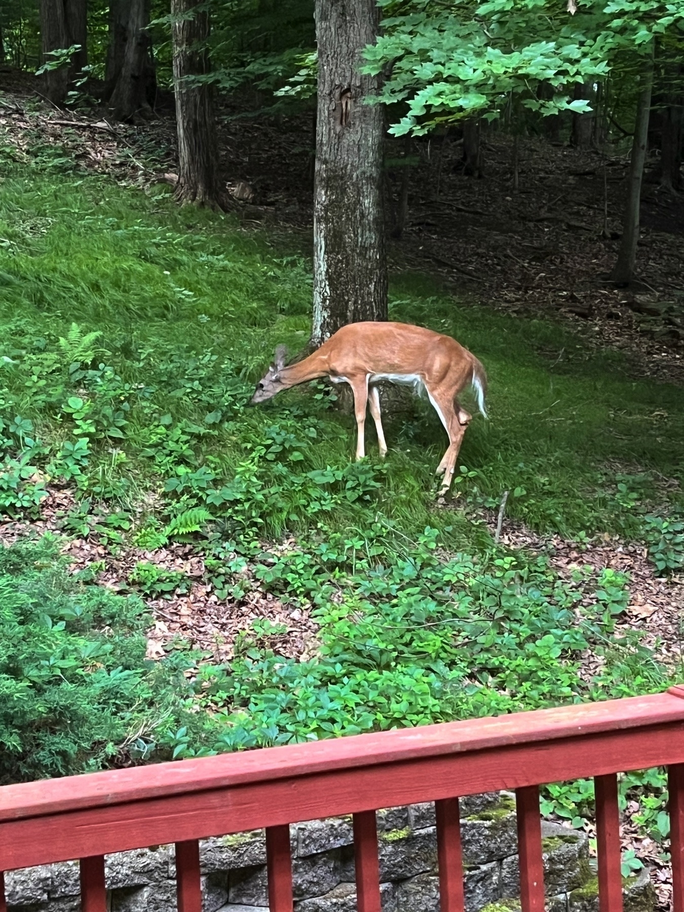 Photo of a deer behind a deck - about 20 feet from where I was standing behind a screen door.