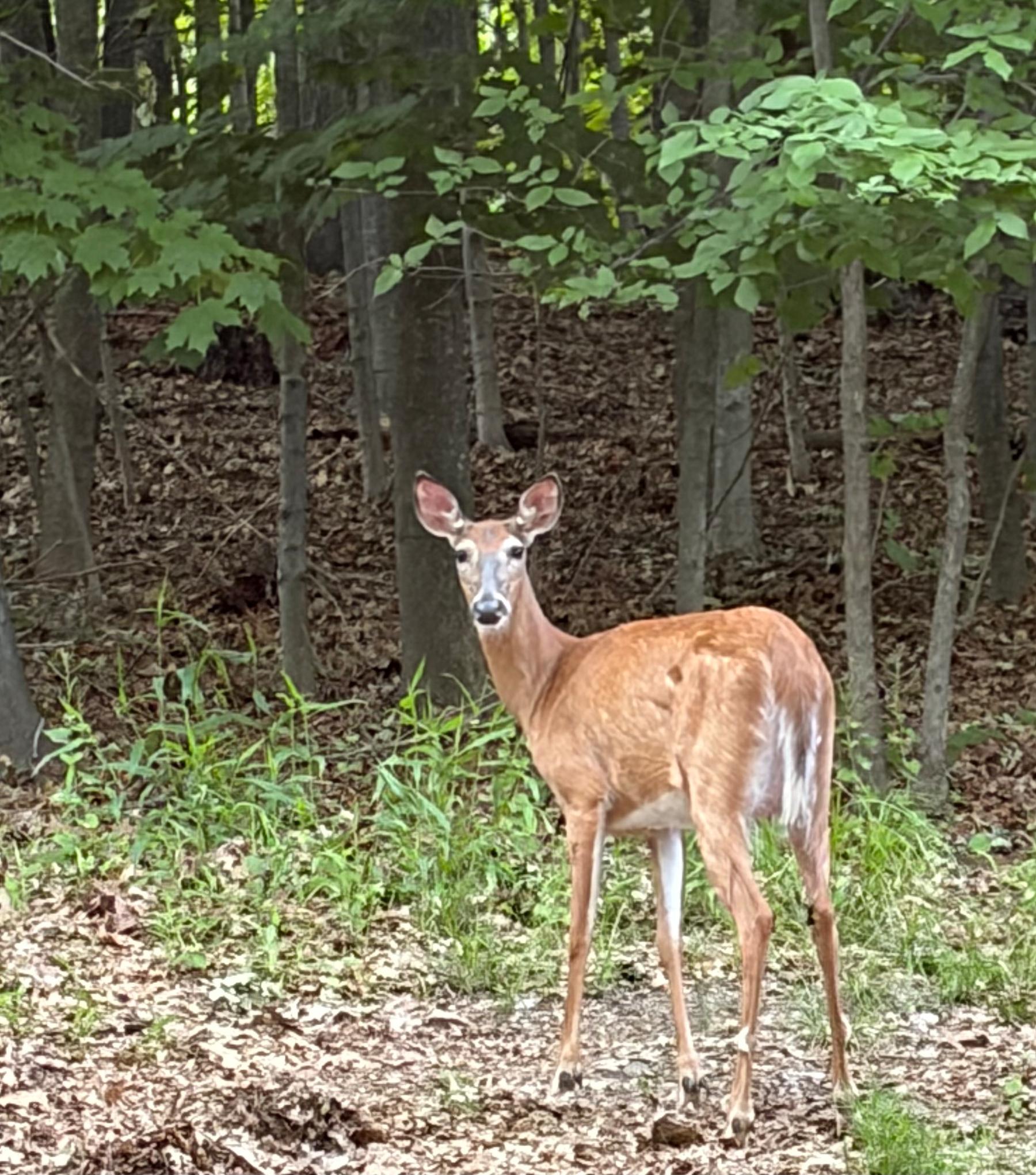 A deer looking at me.