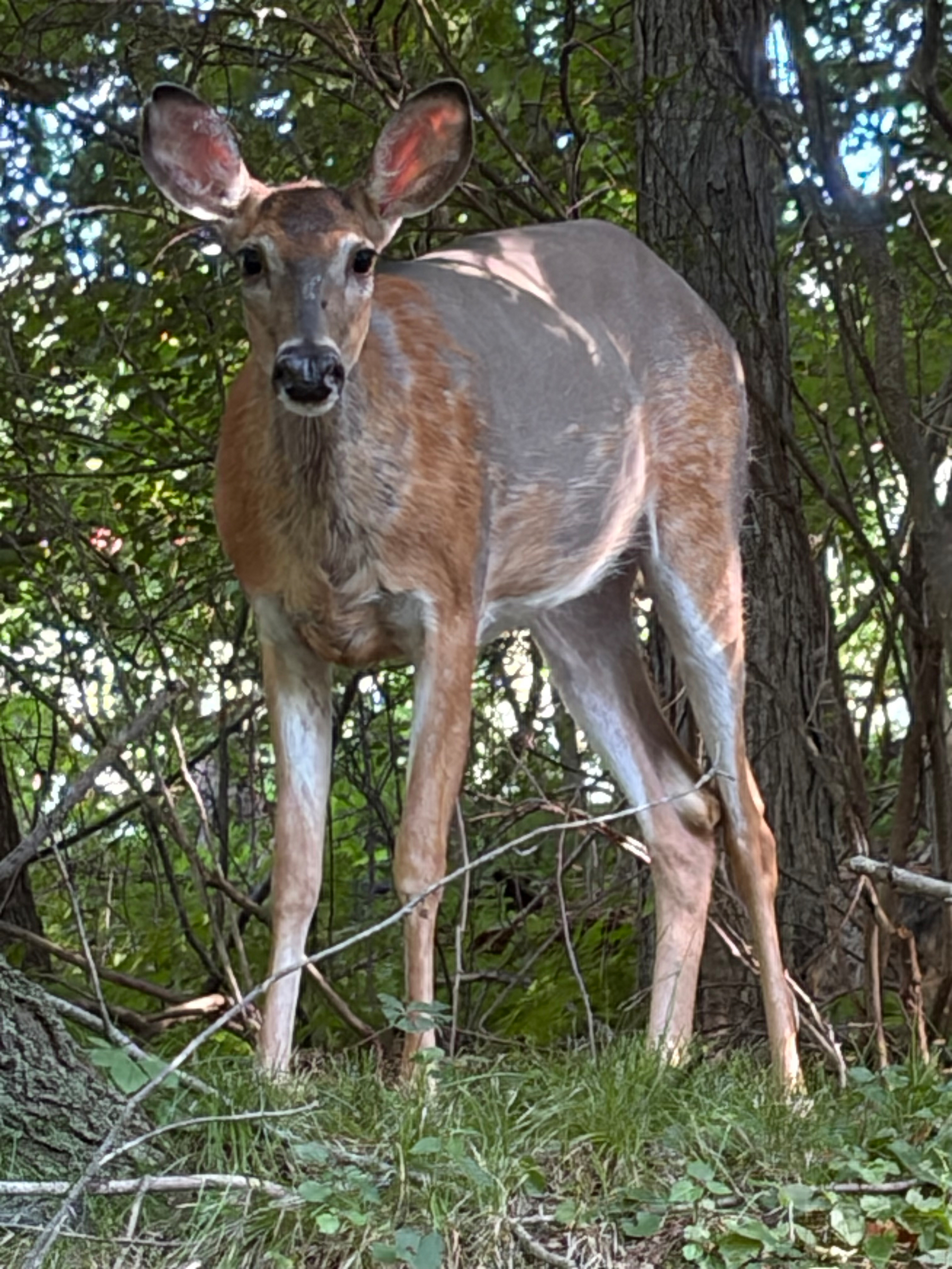 A deer