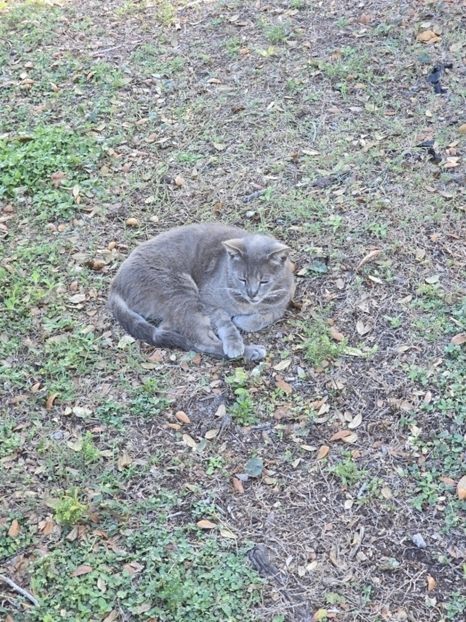 A gray cat is curled up resting on a patch of grass and dry leaves.