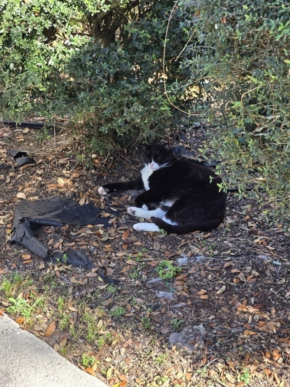 A black and white cat is lying on the ground surrounded by shrubs and fallen leaves.