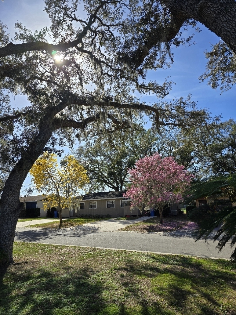 Sunlight filters through the branches of large trees, highlighting a house with colorful blooming trees in the front yard.