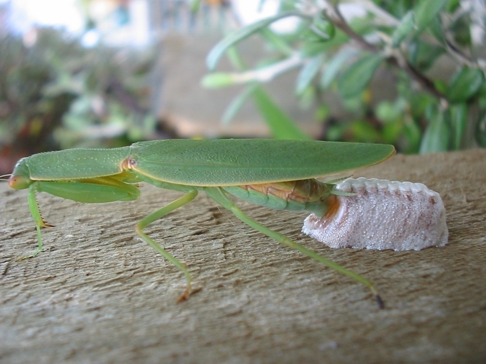 female praying mantis laying her eggs