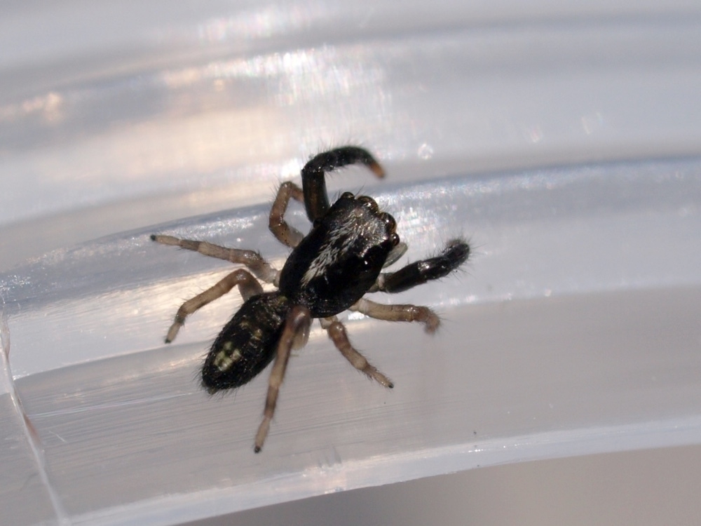 A small jumping spider