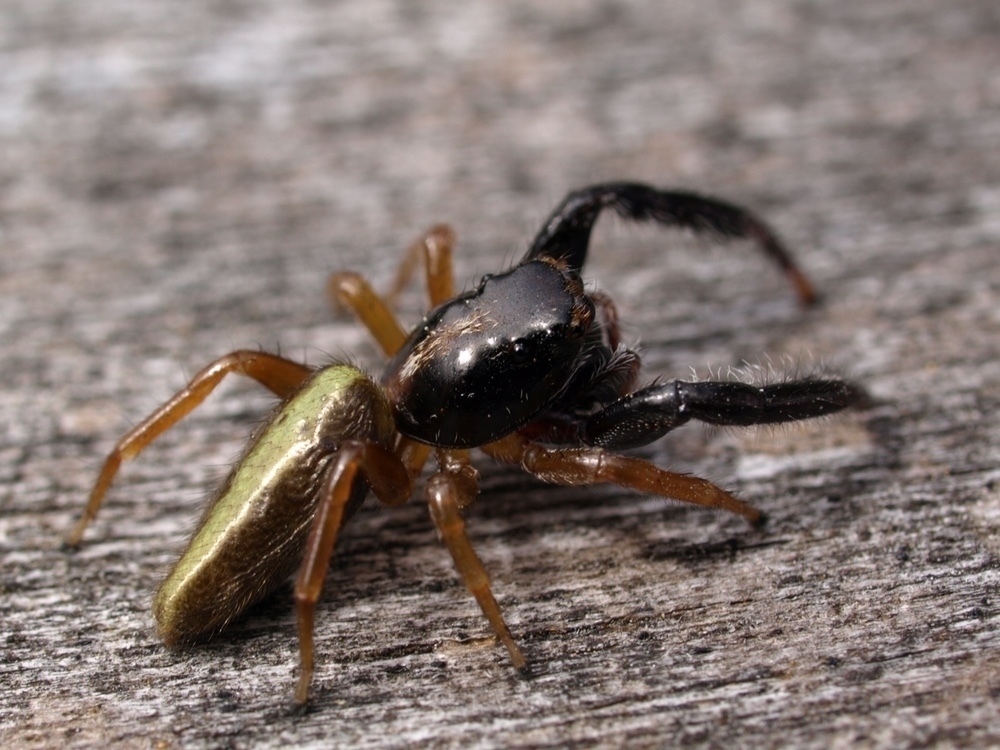 Black-armed jumping spider (male)