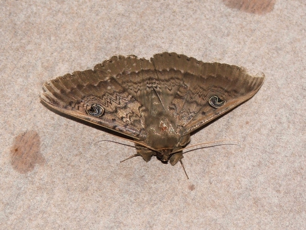 wattle moth