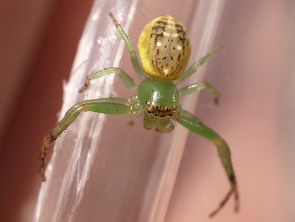 A coloured spider of the Diaea genus