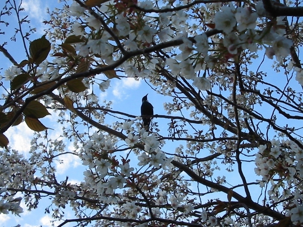Tui in the cherry tree. I need a better digital camera.