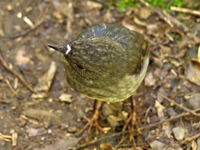 North Island Robin, Zealandia