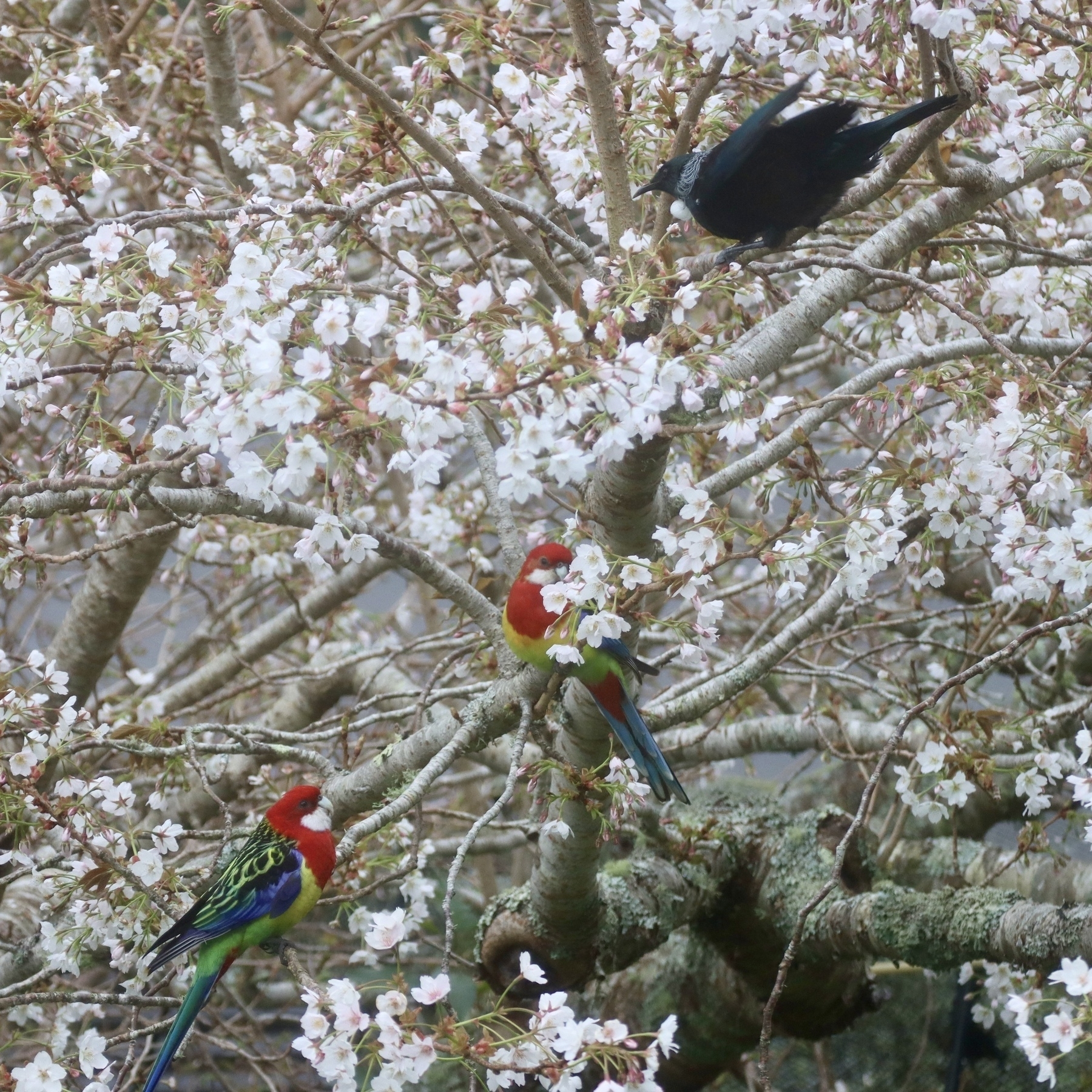 In a flowering cherry in blossom a tūī menaces a pair of colourful parrots (rosella).