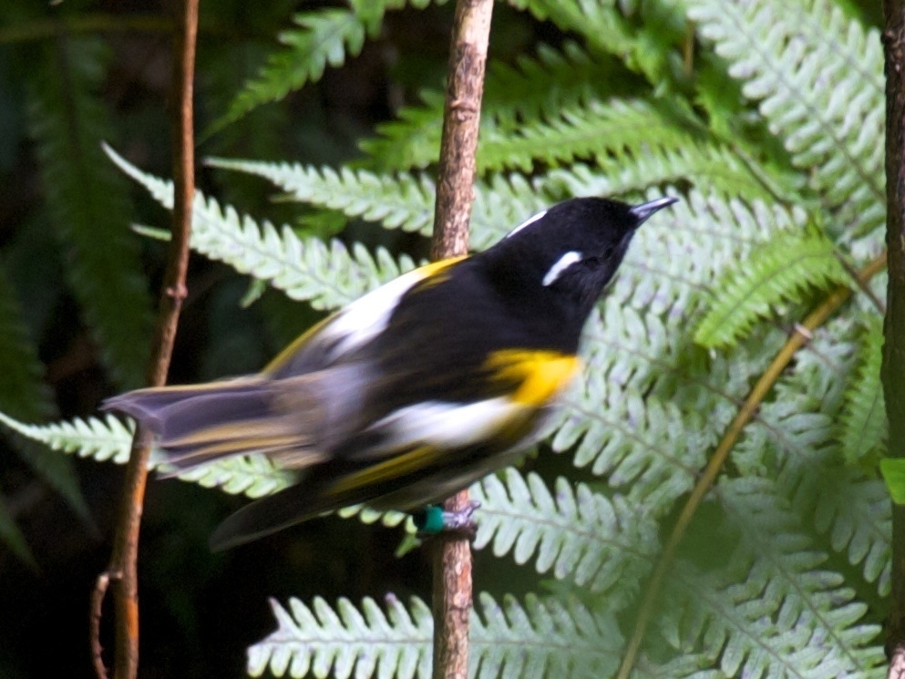 Stitchbird, at Zealandia; May 2012