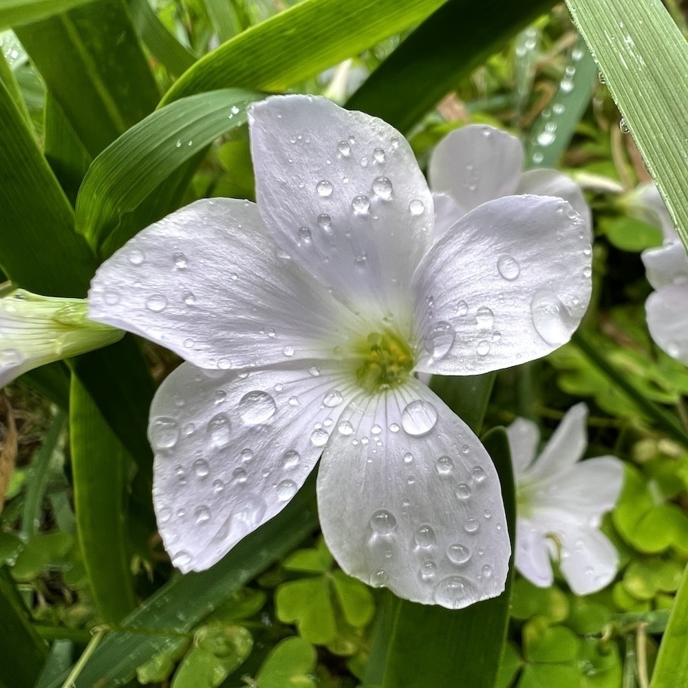 A plain white small flower bejeweled with raindrops lies in the grass.