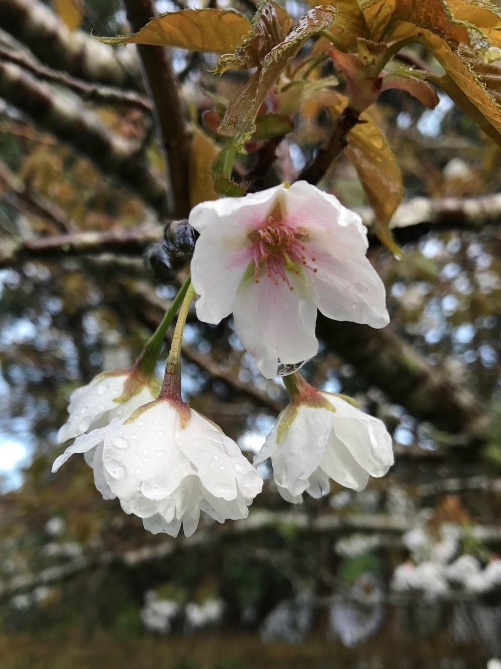 spring rain on blossoms