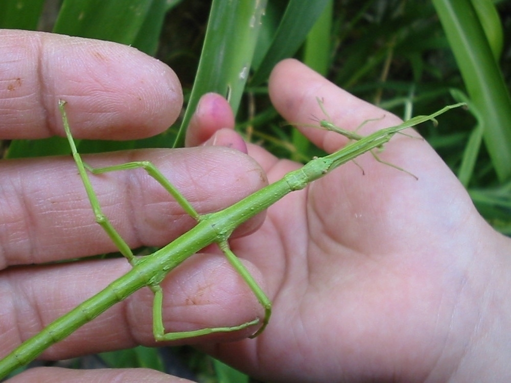 small and large stick insects