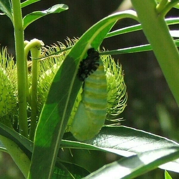 transformation from caterpillar to chrysalis - 3