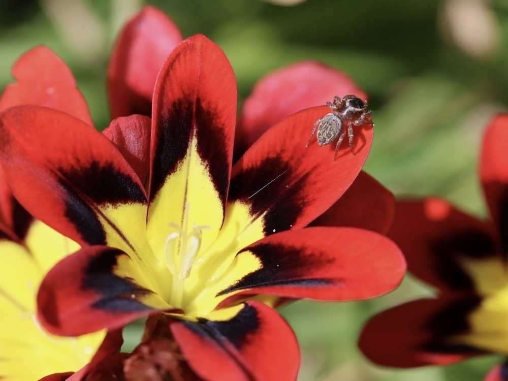 A jumping spider walks across a bright red flower