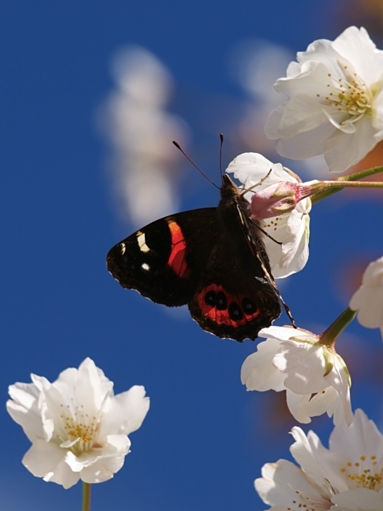 Red Admiral on Cherry Blossom