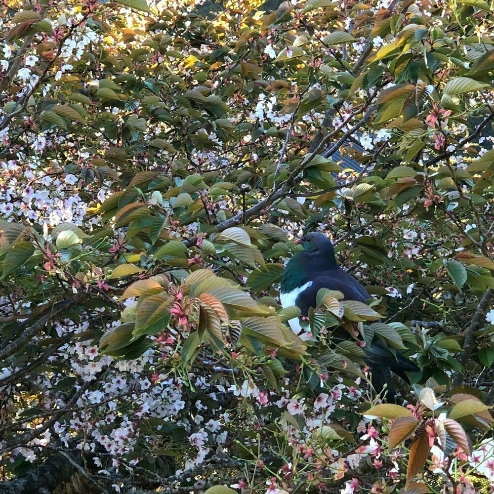 kererū in the blossoms