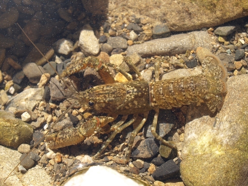 Freshwater Crayfish, Catchpool Stream