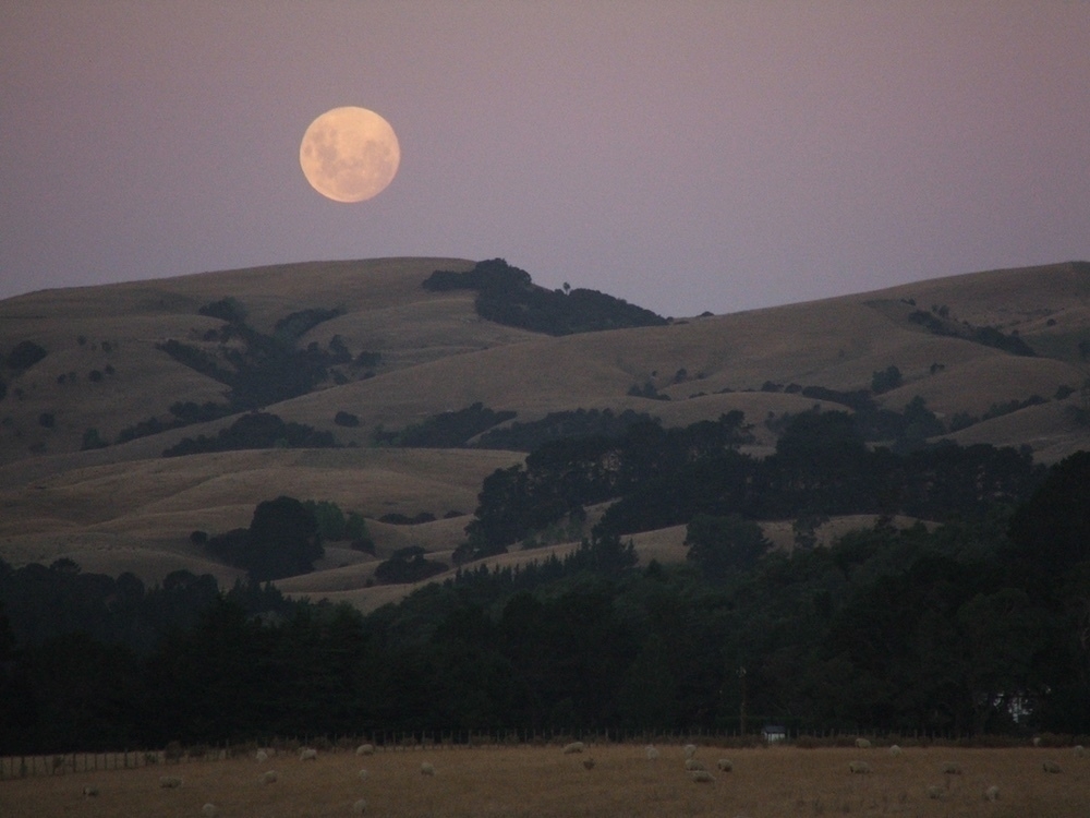 harvest moon in the Wairarapa hills