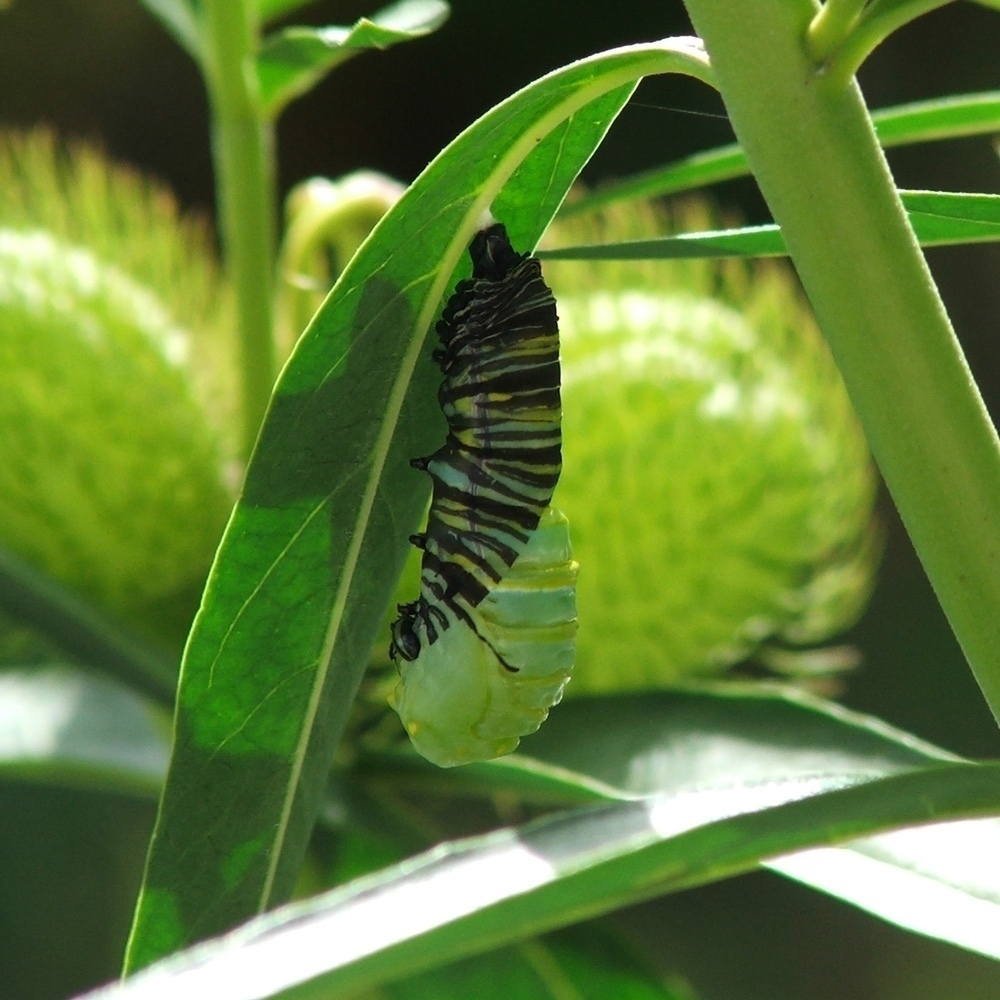transformation from caterpillar to chrysalis - 2